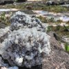 Des bouquets de quartz maintenant protégés qui montrent quels ont été les mouvements tectoniques dans ces zones !